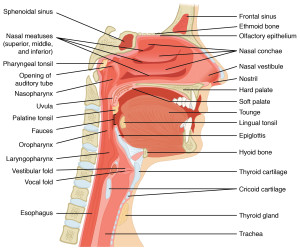 Anatomy of Human Nose